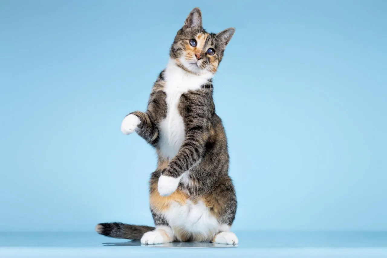 Москва. Просим помочь репостами 🐈  Эту молодую кошечку в яркой трёхцветной шубке зовут Птичка. Она р