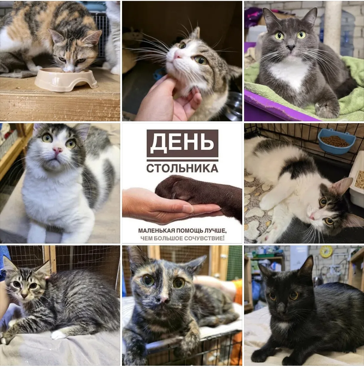 День Стольника в приюте «Лучик»💛