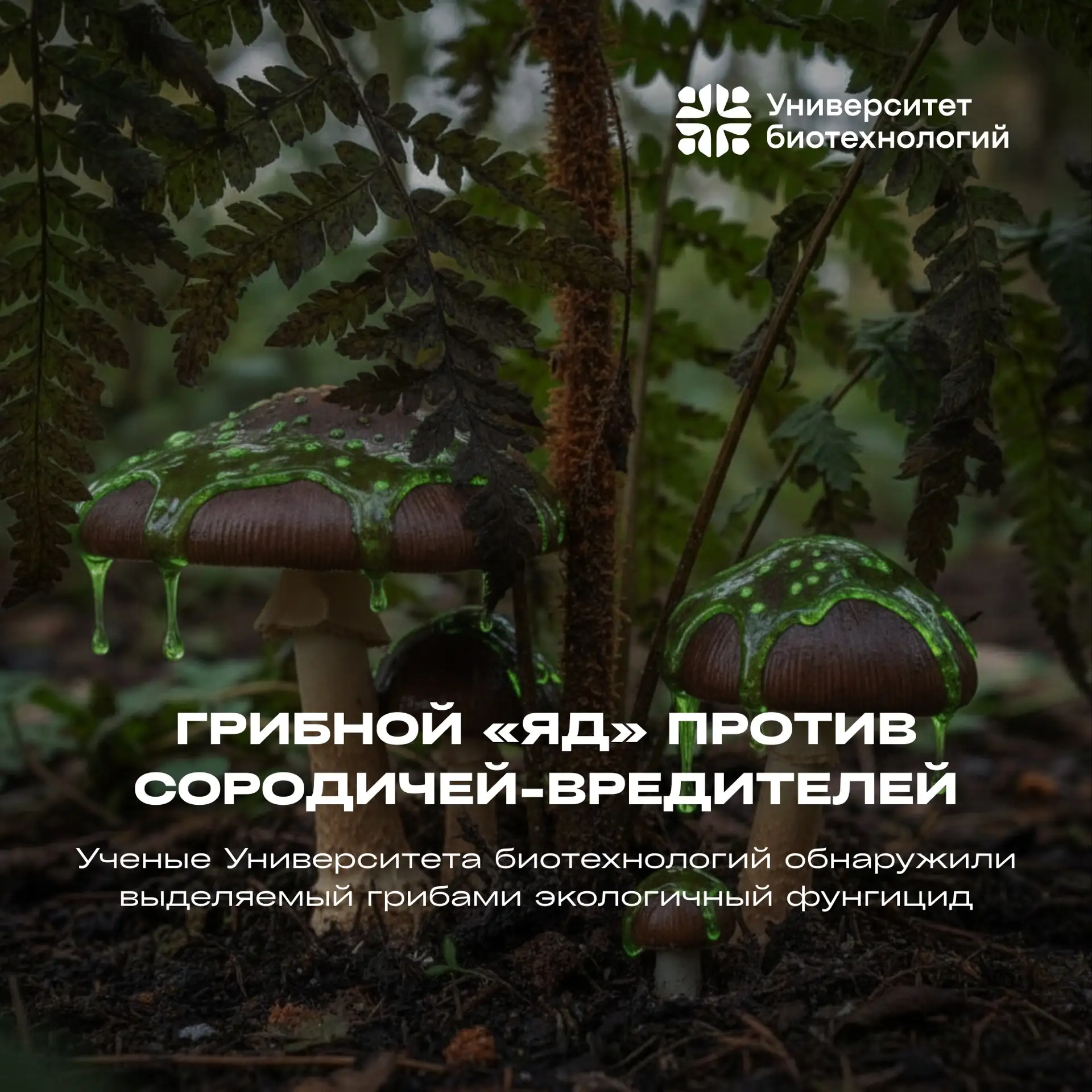🍄💪 Ученые Университета биотехнологий обратили грибной «яд» против сородичей-вредителей  Защитить сел