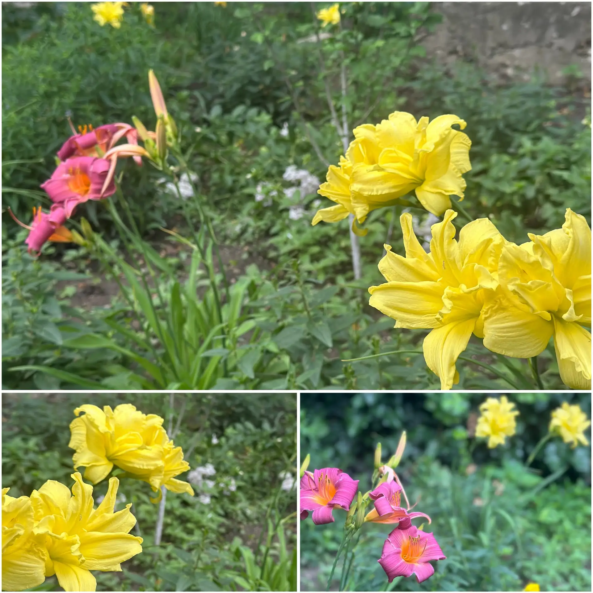 Цветы во дворе ЦДТ - услада для глаз!🌼🌺