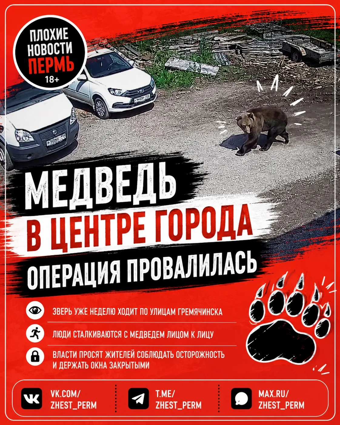 🐻 Медведь снова вышел к людям в Гремячинске