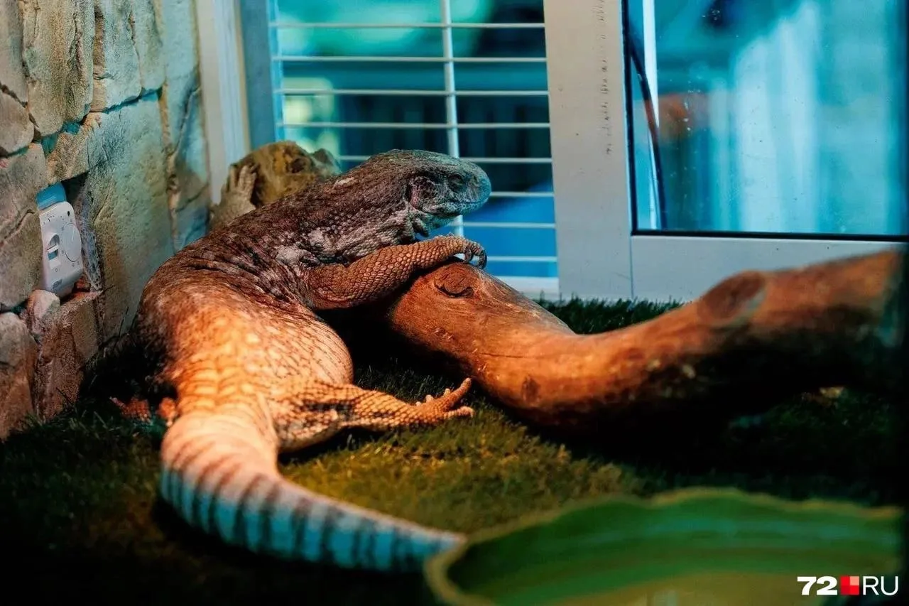 🦎 Тюменцы спасли варана из плохих условий
