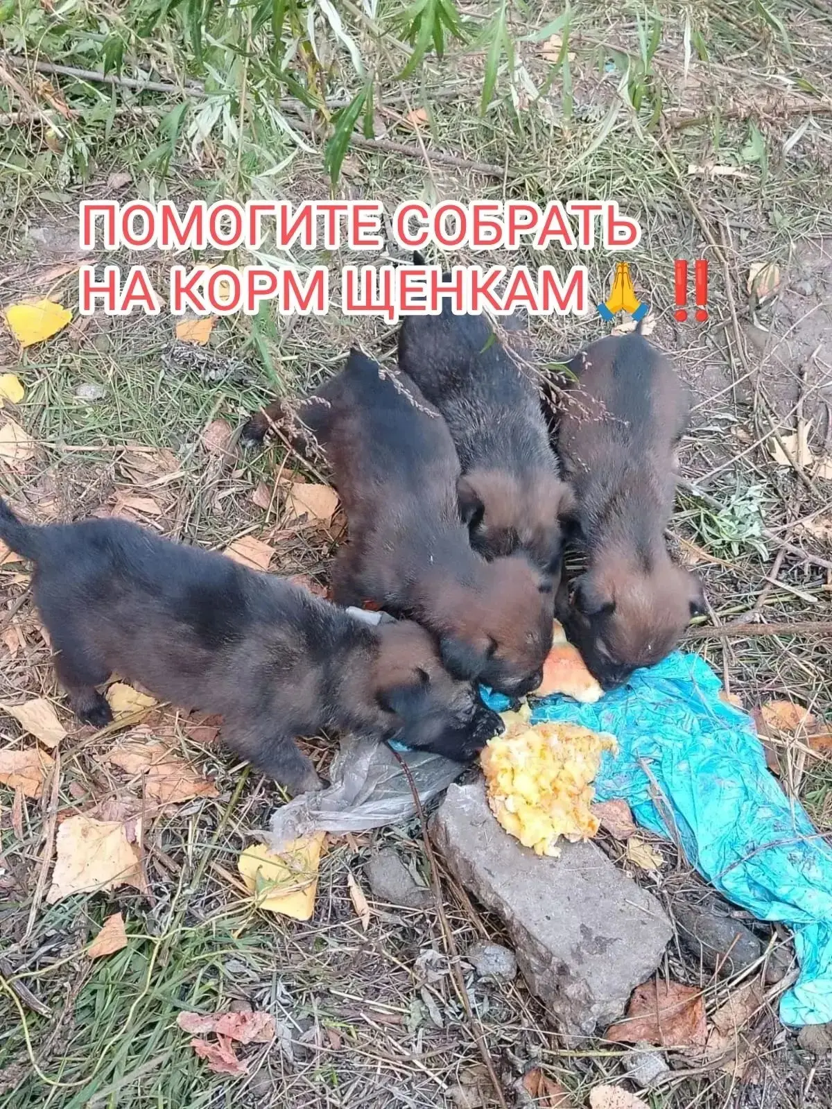 🆘 13 ЩЕНКОВ В ЧИСТОМ ПОЛЕ: ОНИ ПОГИБНУТ БЕЗ НАШЕЙ ПОМОЩИ! 🆘
