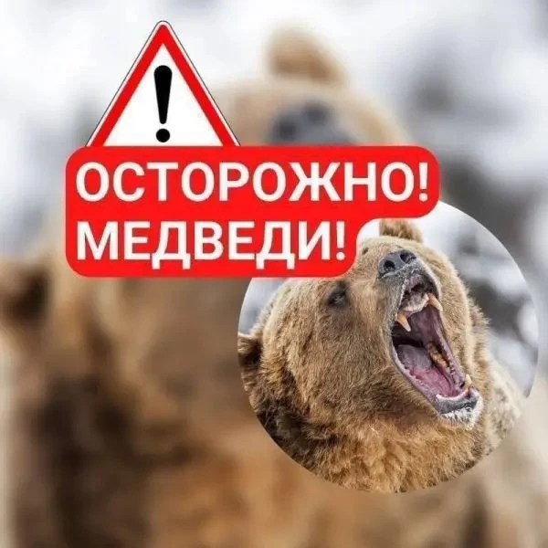 📌 Медведь бродит на Петровской в краевом центре