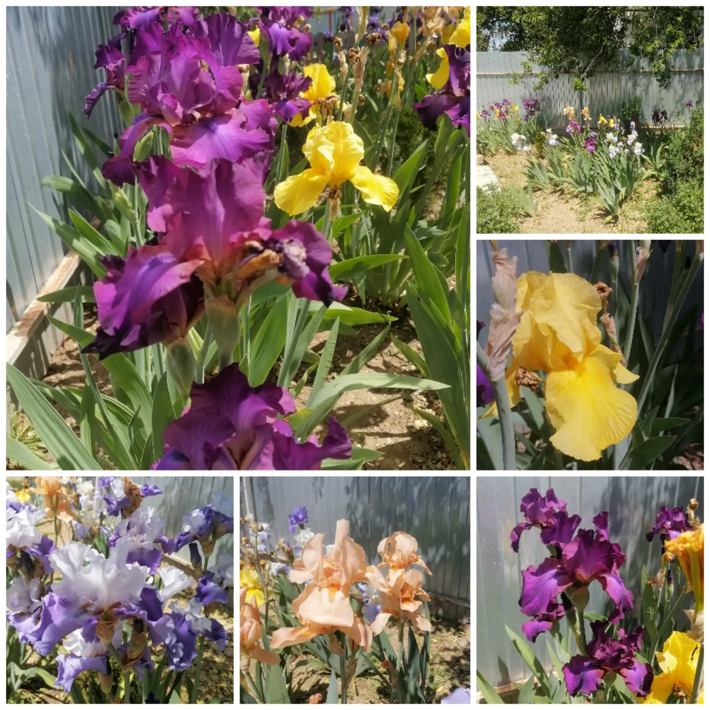 Помните нашу клумбу ирисов? 🌸