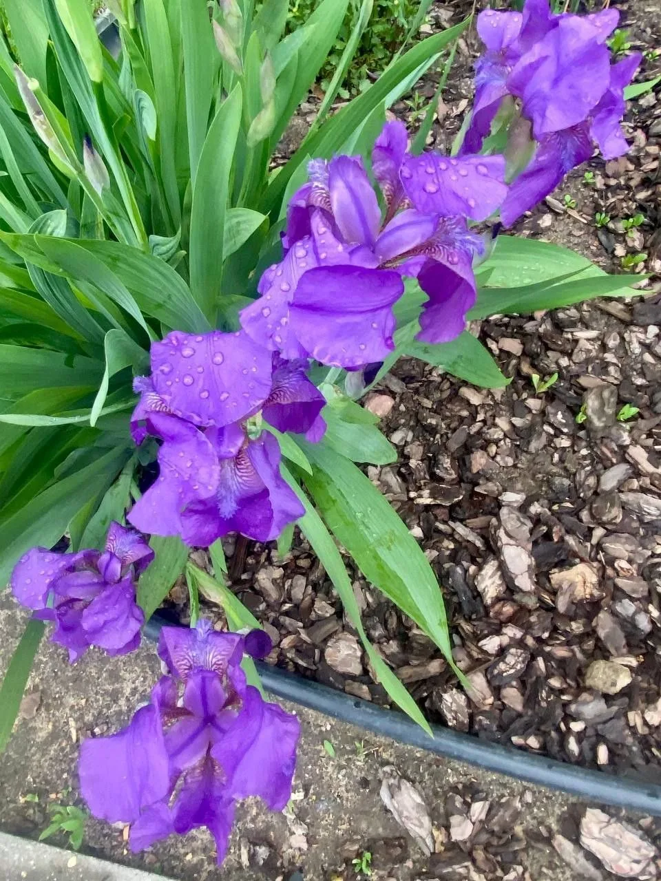 Всем доброго утра🌸 Вот такие очаровательные ирисы расцвели в городских палисадниках🥰  📷 Ольга  НЕ ЗА
