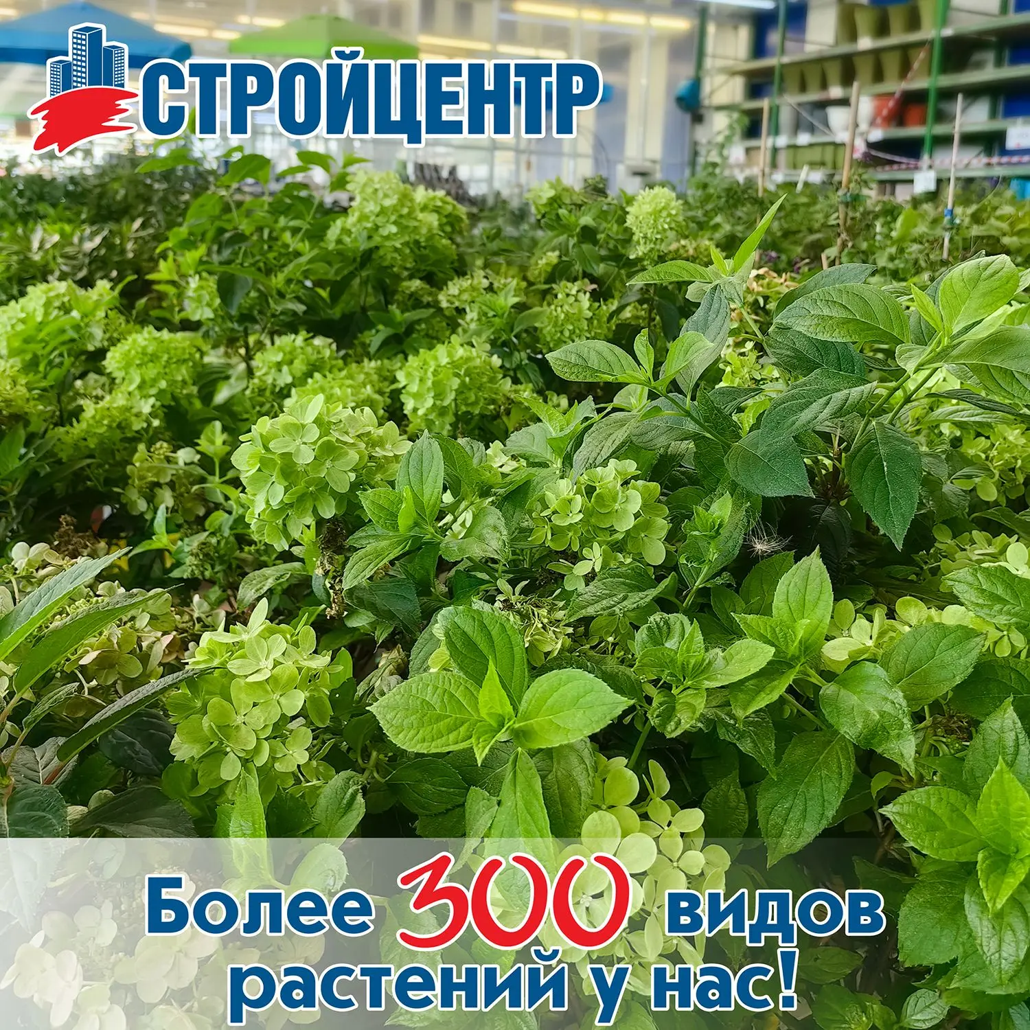 Более 300 видов растений в Стройцентре!