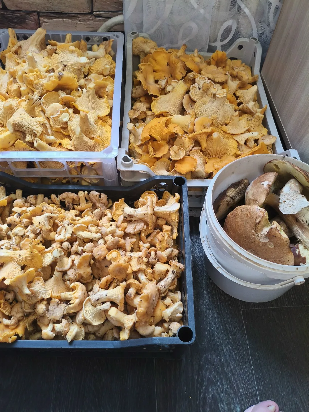 Продам лисички. 500р кг. 
Звоните 89150776730.
https://vk.ru/id566996583