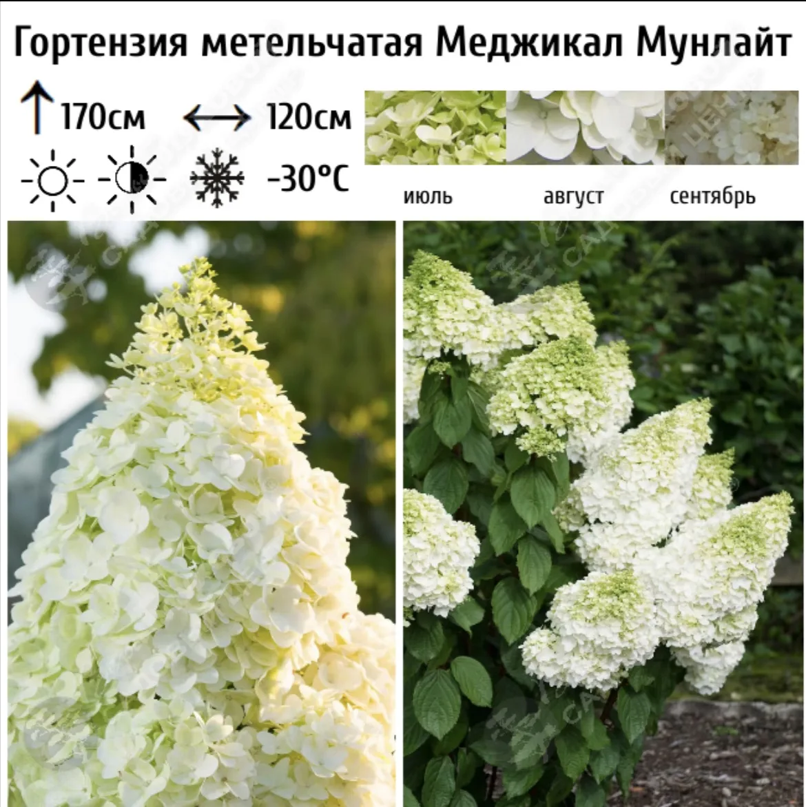 Гортезия великан Мэджикал Мунлайт до 2х м
