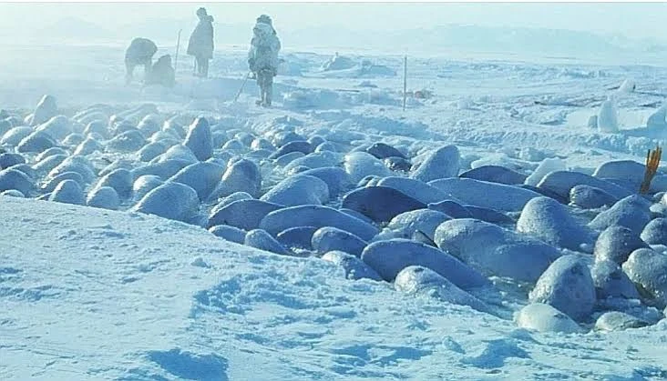 В конце декабря 1984 года стая из 2000 белух попала в ледовую ловушку близ острова Итты...