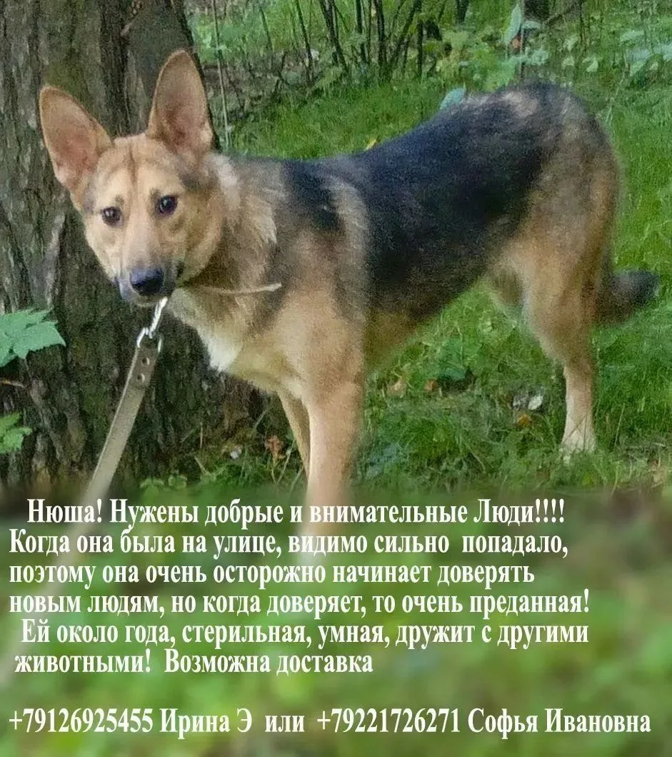 Нюша очень нуждается в безопасном доме и человеке, который подарит ей шанс на счастливу...