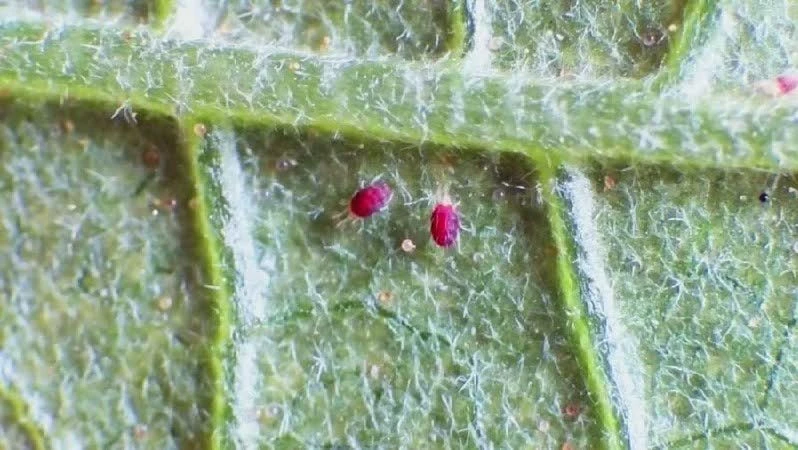 Паутинный клещ: 7 народных средств, которые работают 🌿