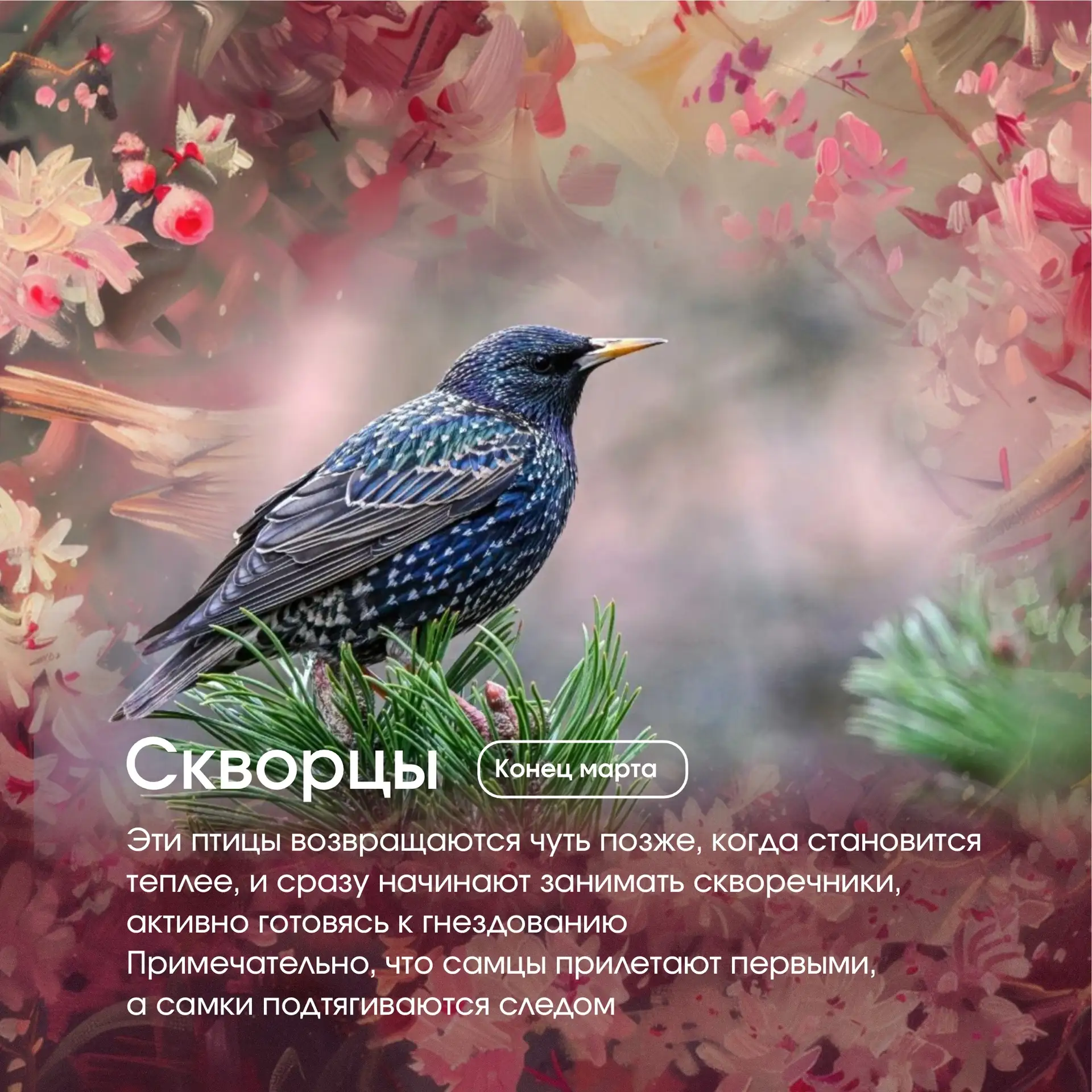 🐦‍⬛  «Крылатый календарь»: какие птицы возвращаются первыми?  Весна наступает не по календарю, а по 