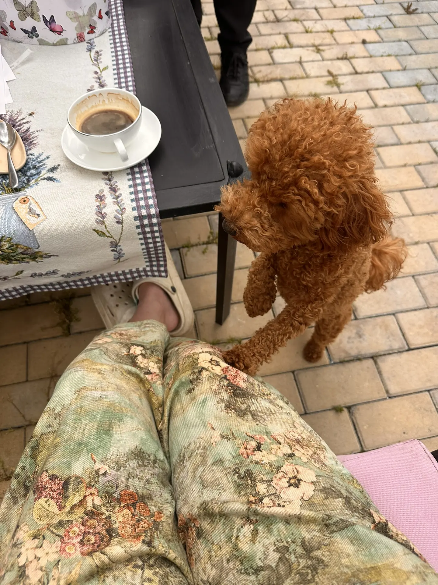 Воскресенье пусть будет таким🥰подруга 🐕в гости пришла🥰Алиса🥰