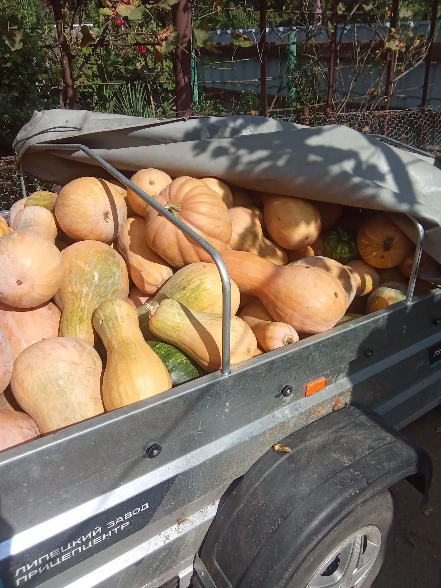 Продам тыкву кормовую,кашевую возможно доставка по +79493223780