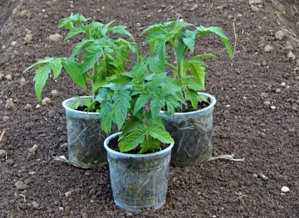 🌱 Хотите, чтобы рассада томатов выросла крепкой, коренастой и дала шикарный урожай? Вс...