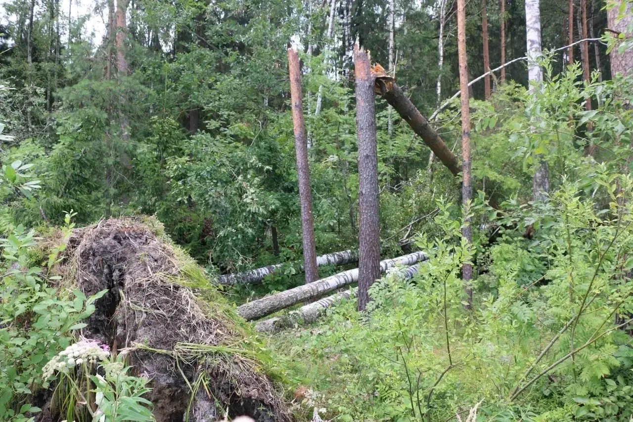 🌪️ В Павловском парке объявили «красную зону»