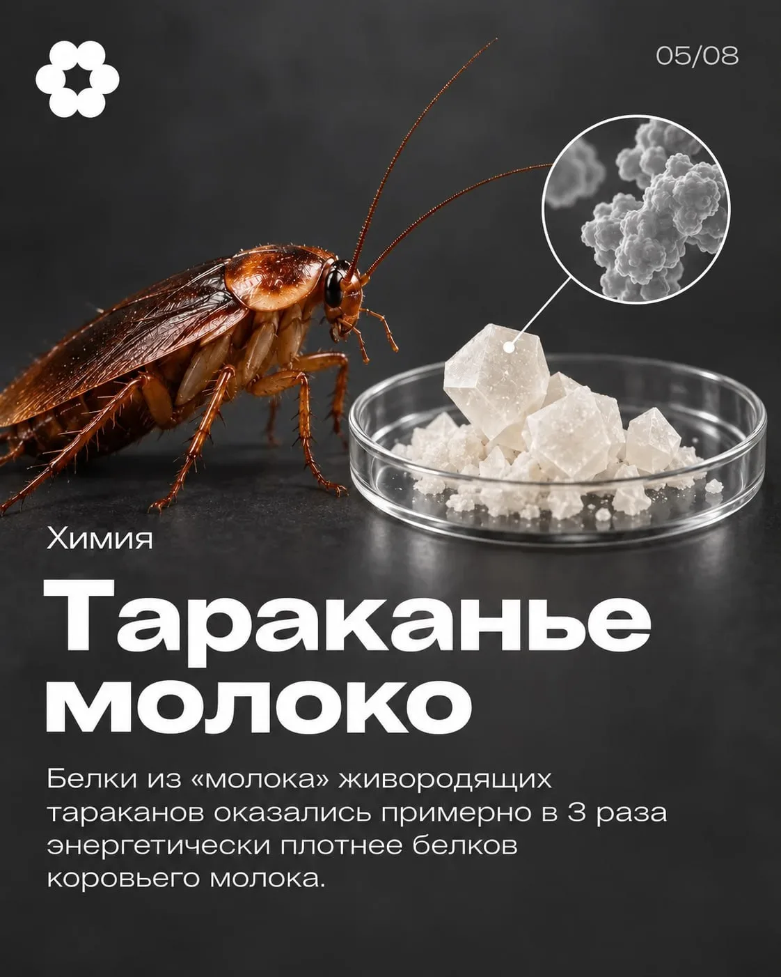 Готовьтесь — следующая молочная ферма может быть тараканьей 🤮