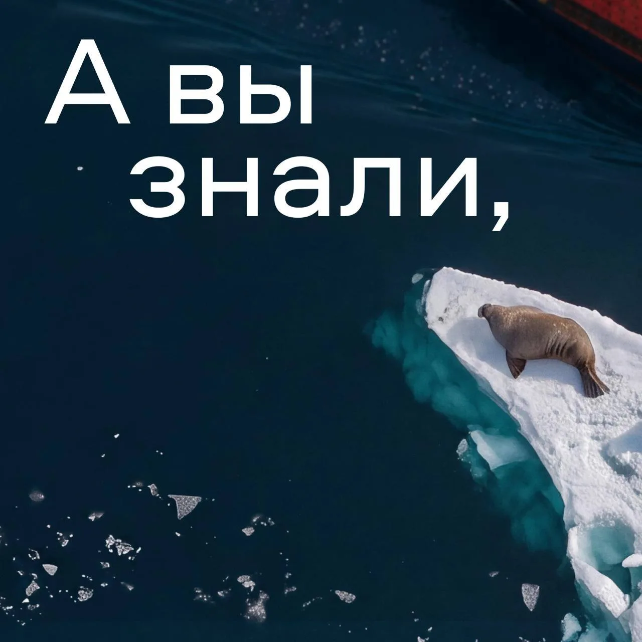Факт дня 🦭