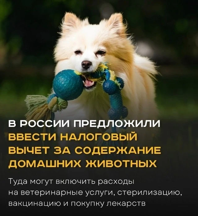 🐶 В России могут ввести налоговый вычет на содержание домашних животных.