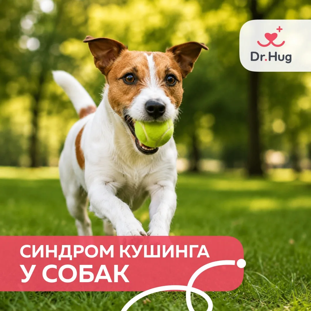 Синдром Кушинга у собак: почему его легко принять за обычное старение?