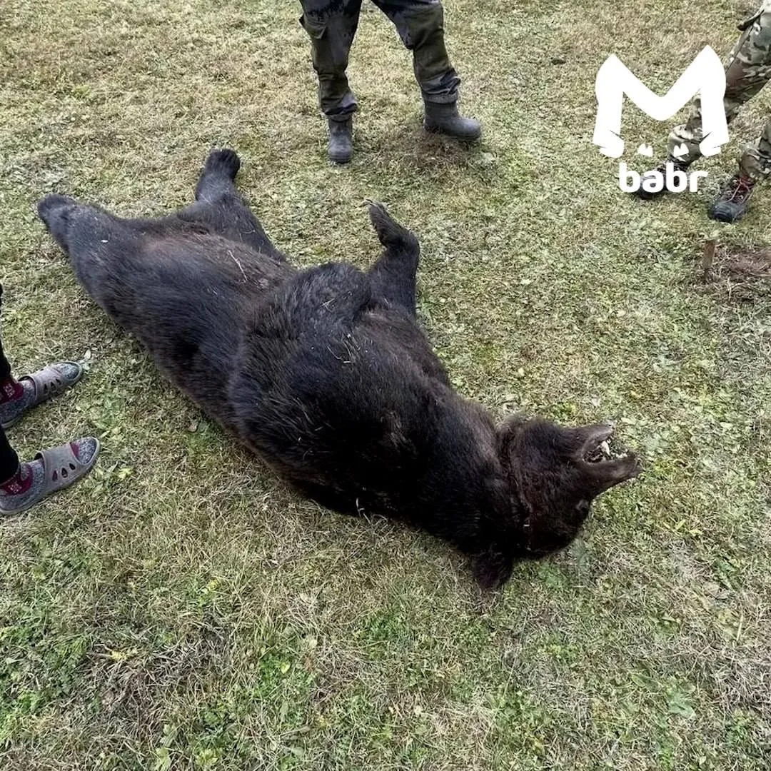 🐻 Отбившийся от медведя в Иркутской области мужчина ослеп на один глаз