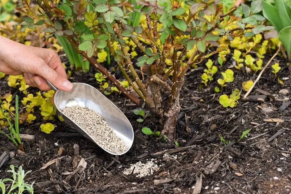 Чем удобрять сад осенью? 🌱