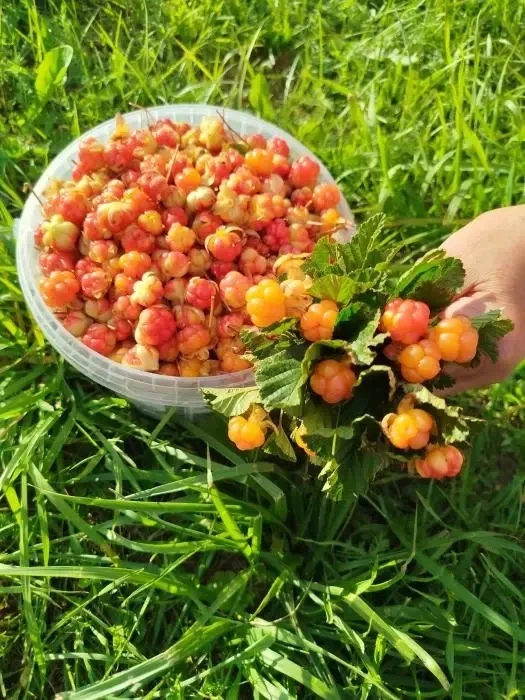 🍒 «Болотный янтарь» пошёл! Жители Псковской области уже собирают первый урожай морошки...