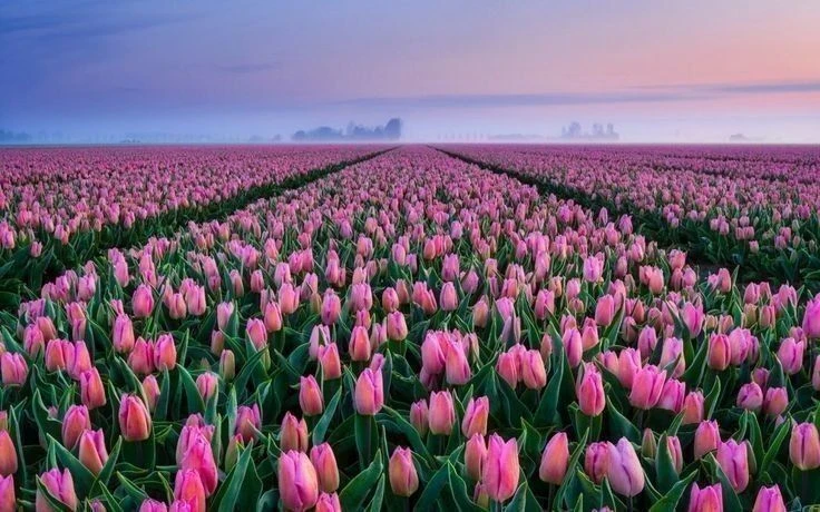 🌷Продолжаем  принимать предзаказы на профессиональные луковицы тюльпанов для выгонки к...