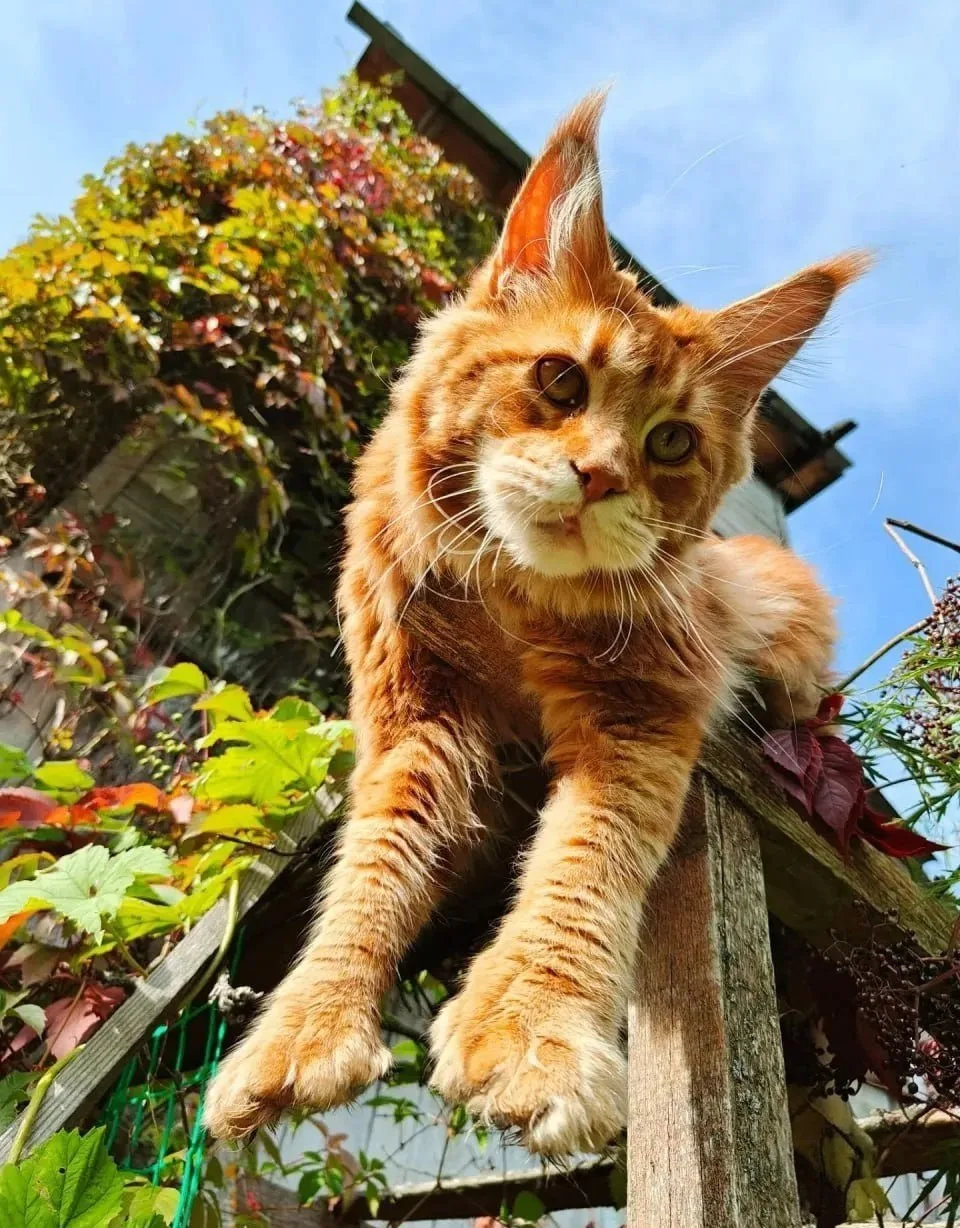 🐈 Трое котов пропали под Щеглово