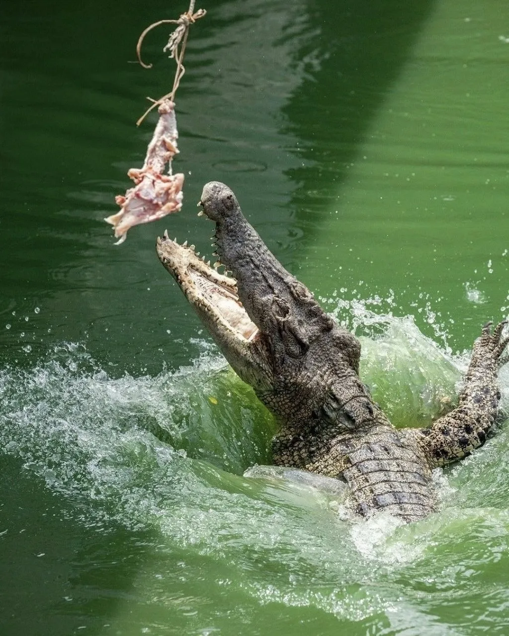 🐊 Где посмотреть на крокодилов?