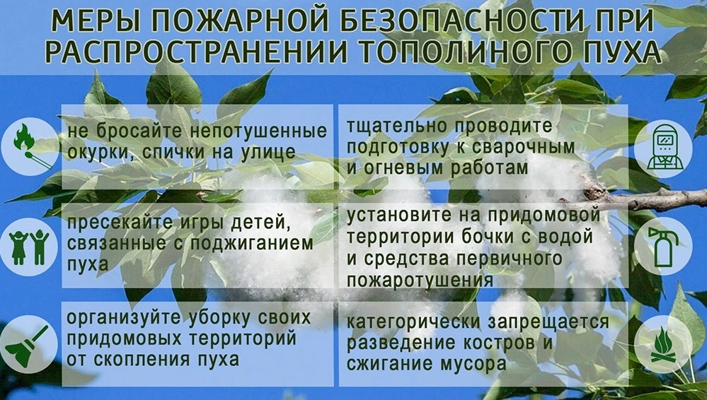 Меры пожарной безопасности при распространении тополиного пуха