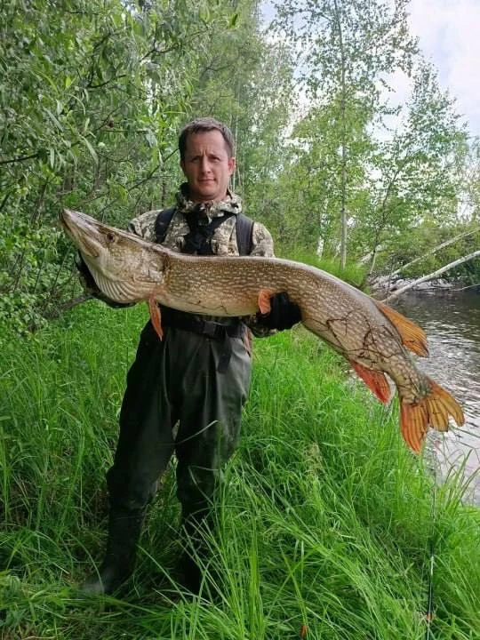 Вот это улов! Югорчанин поймал щуку весом 15 кг 🎣

По словам Ивана, это его новый личный рекорд – р