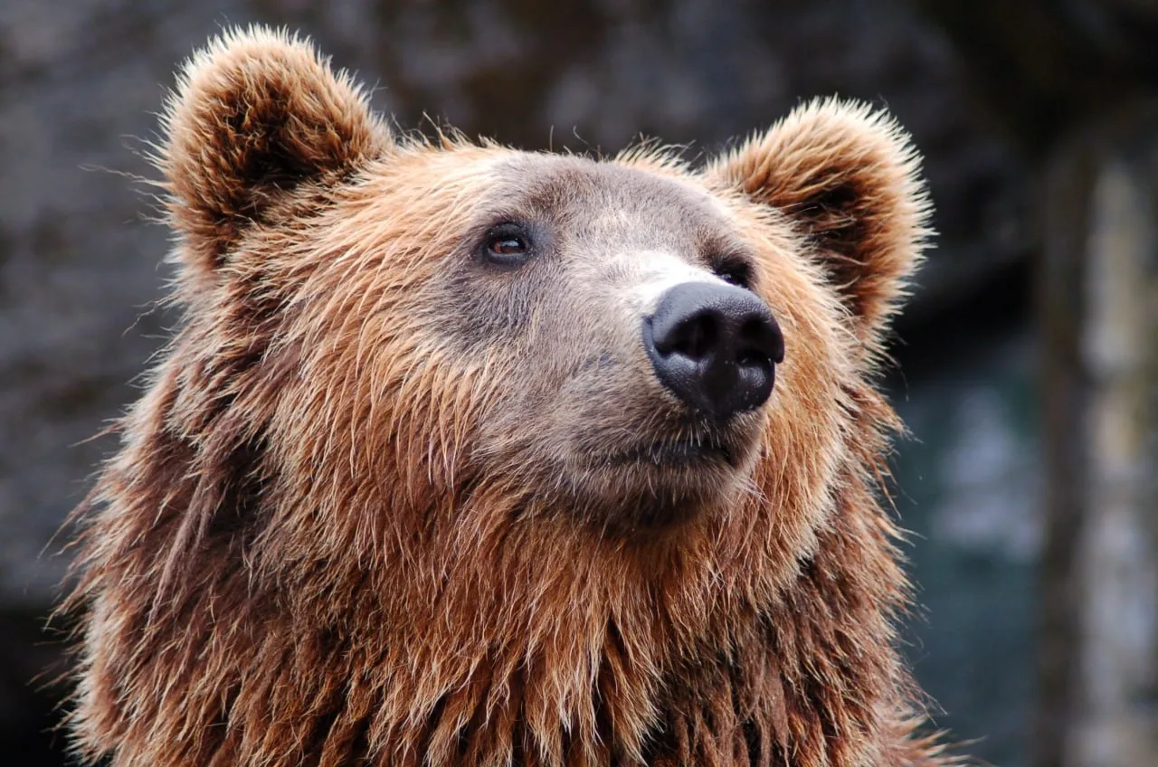 🐻 Как вести себя при встрече с медведем в Приморье: краткая инструкция