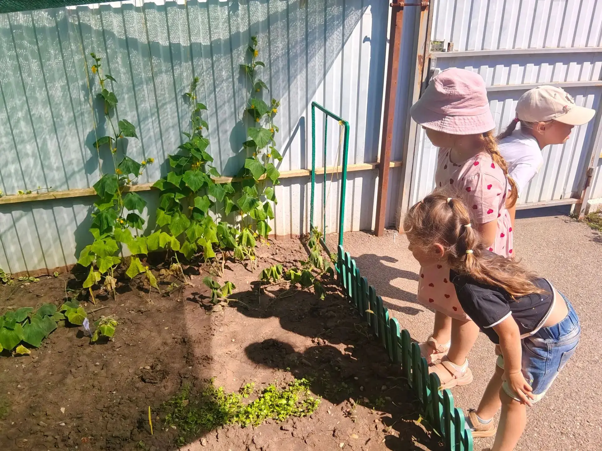 У нас первый урожай!!!🥒 Продолжаем наблюдение за ростом огурцов. ❤️
