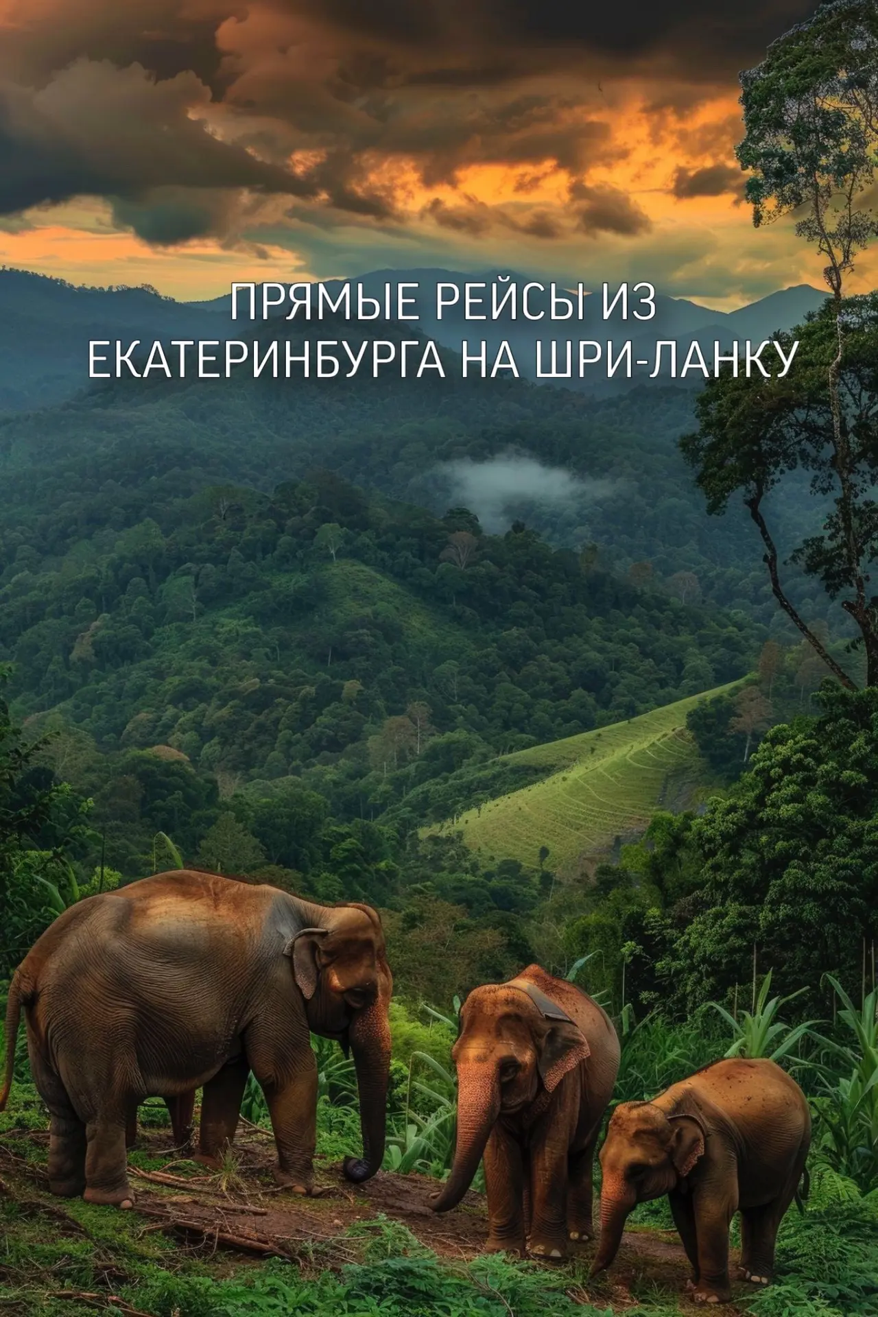 Ура! 🇱🇰 Кажется, это точно одна из лучших новостей этой недели!🐘🌱
