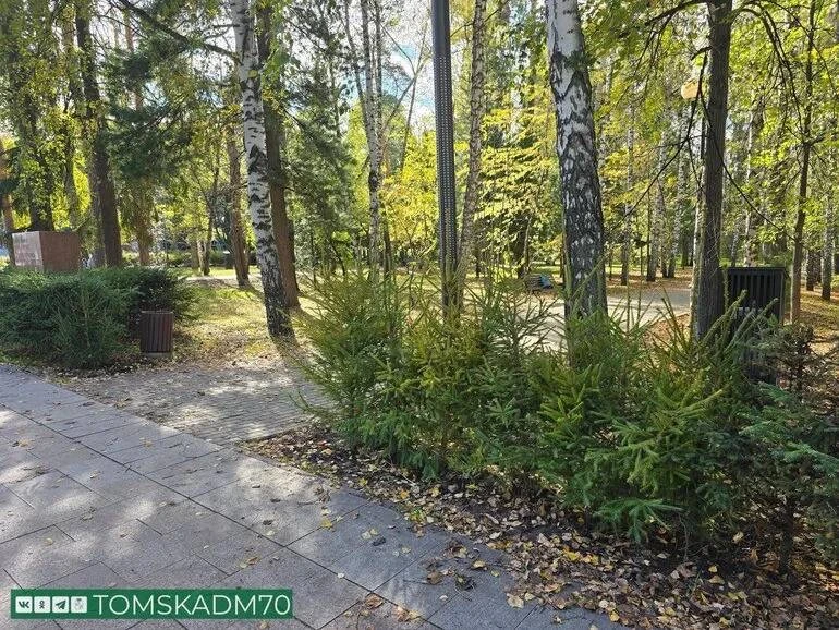 В Лагерном саду Томска приступили к высадке новых мини-елей для живой изгороди.