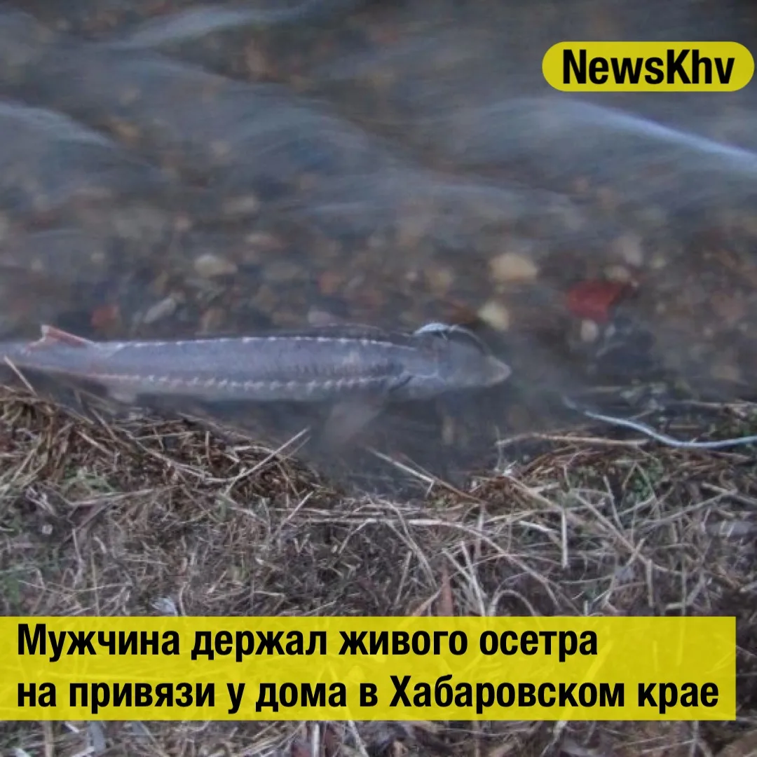 Мужчина держал живого осетра на привязи у дома в Хабаровском крае