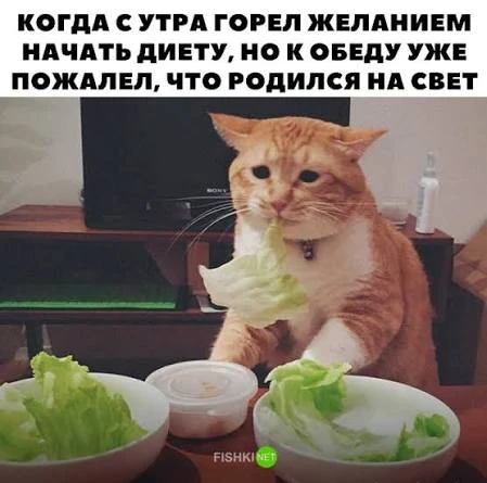 Доктор, я хочу есть хлеб и худеть