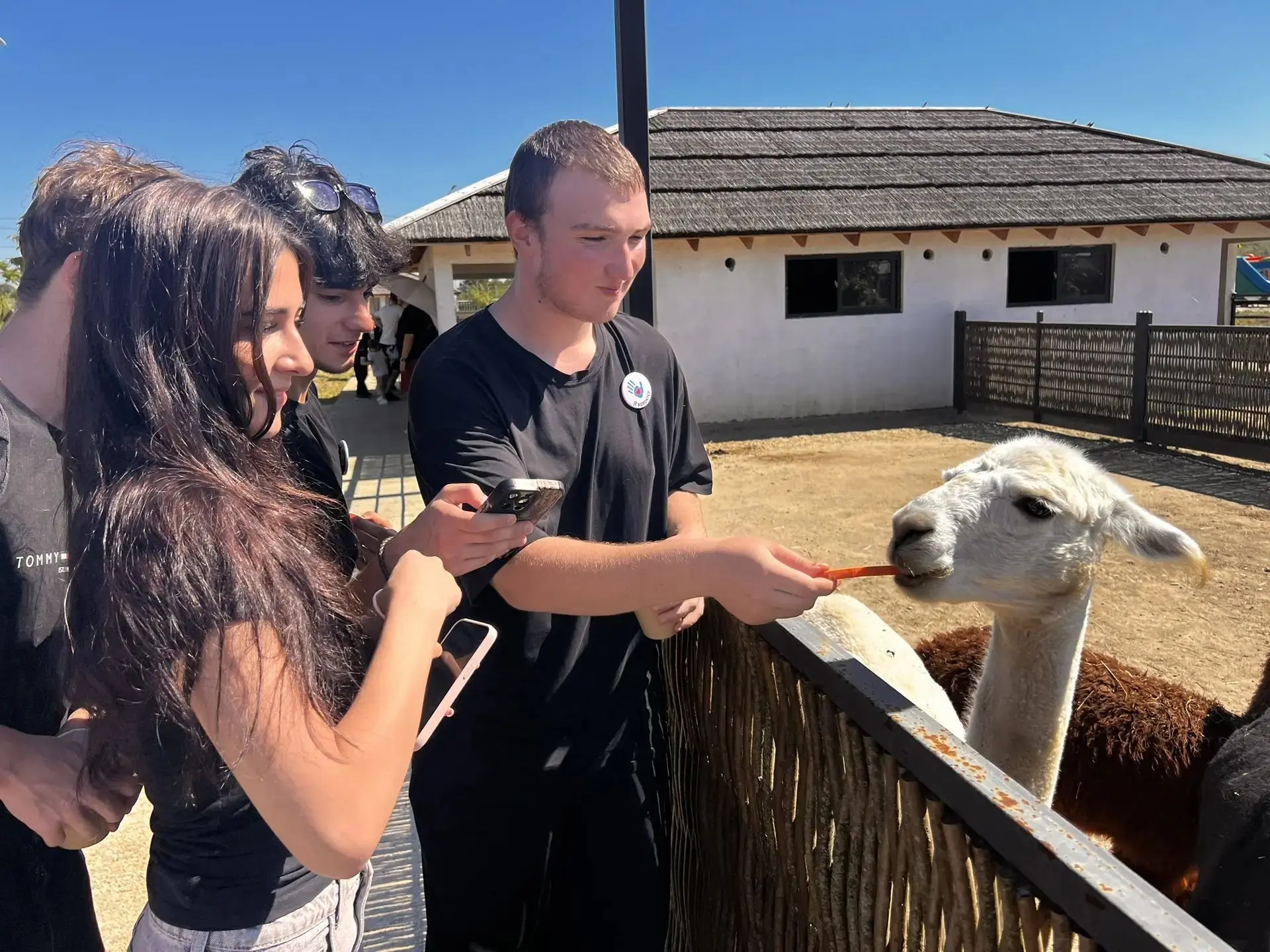 🦙 Путешествие к пушистым друзьям: волонтеры школы в гостях у альпак!
