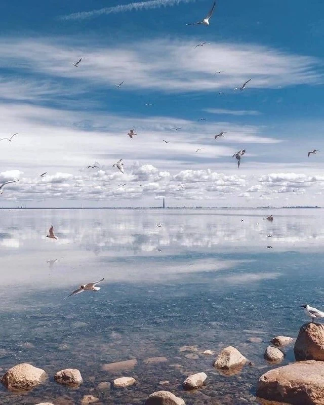Наслаждаемся красивыми  ⠀ пейзажами Финского залива🌊

Новости Приморского
