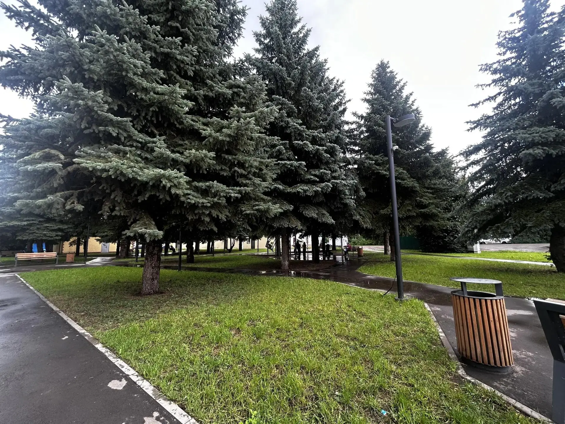 А вы знаете, сколько лет этим елям? 🌲