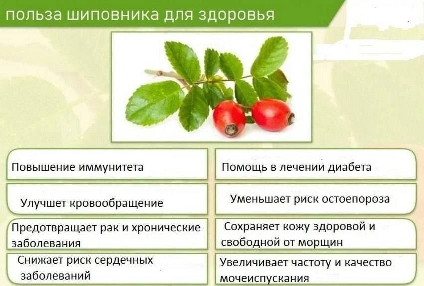 🌿 Шиповник: ваш личный доктор в саду

📗 Оказывается, за полезными лекарствами не обязательно бежат