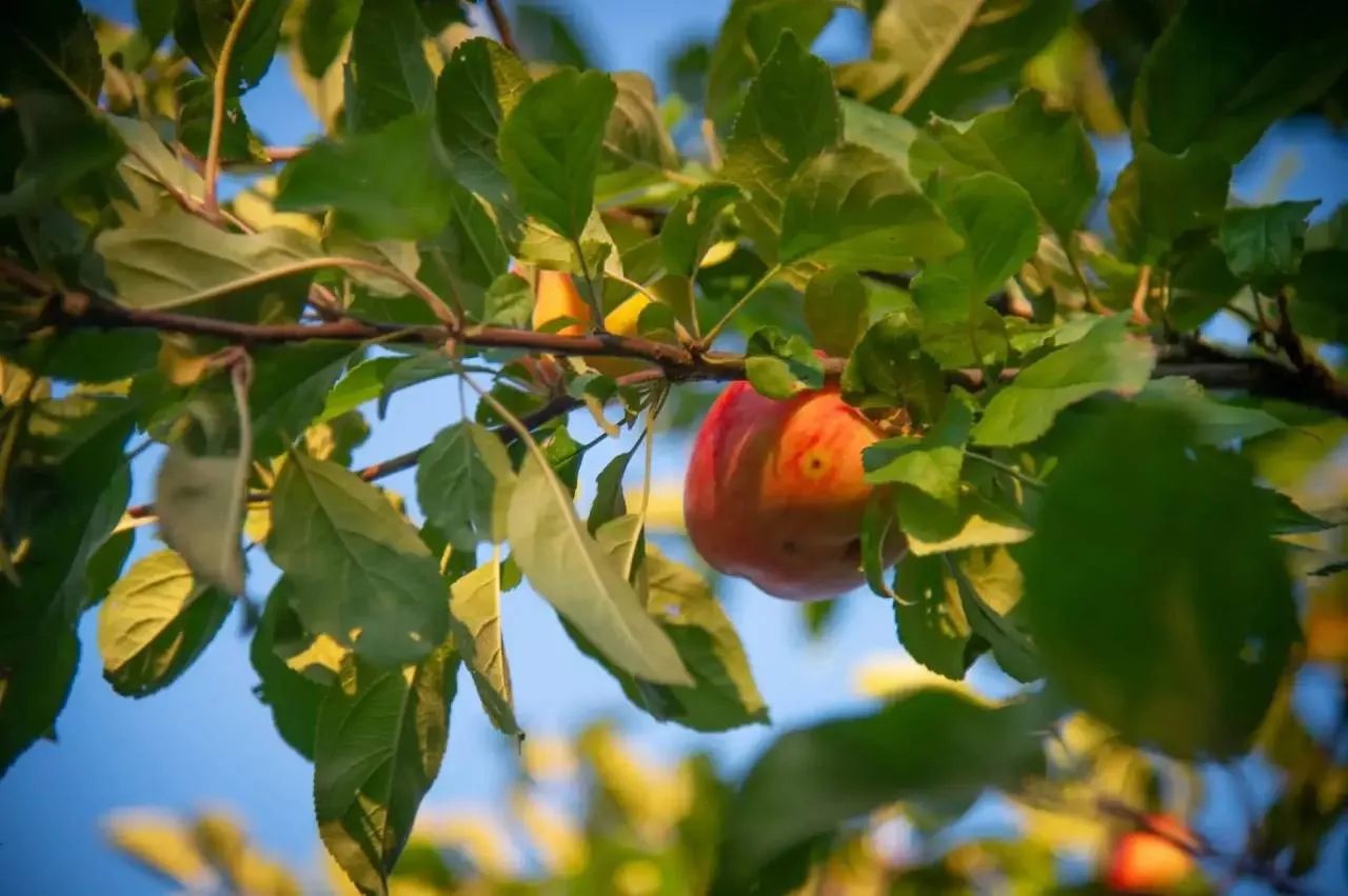 🍎Урожая много не бывает? А вот и бывает!
