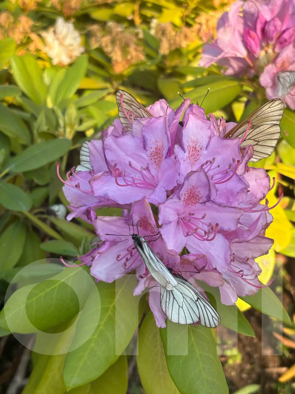 🌸 Куда поехать из Новосибирска? Показываем цветущие рододендроны на Манжероке

Завершаем нашу серию