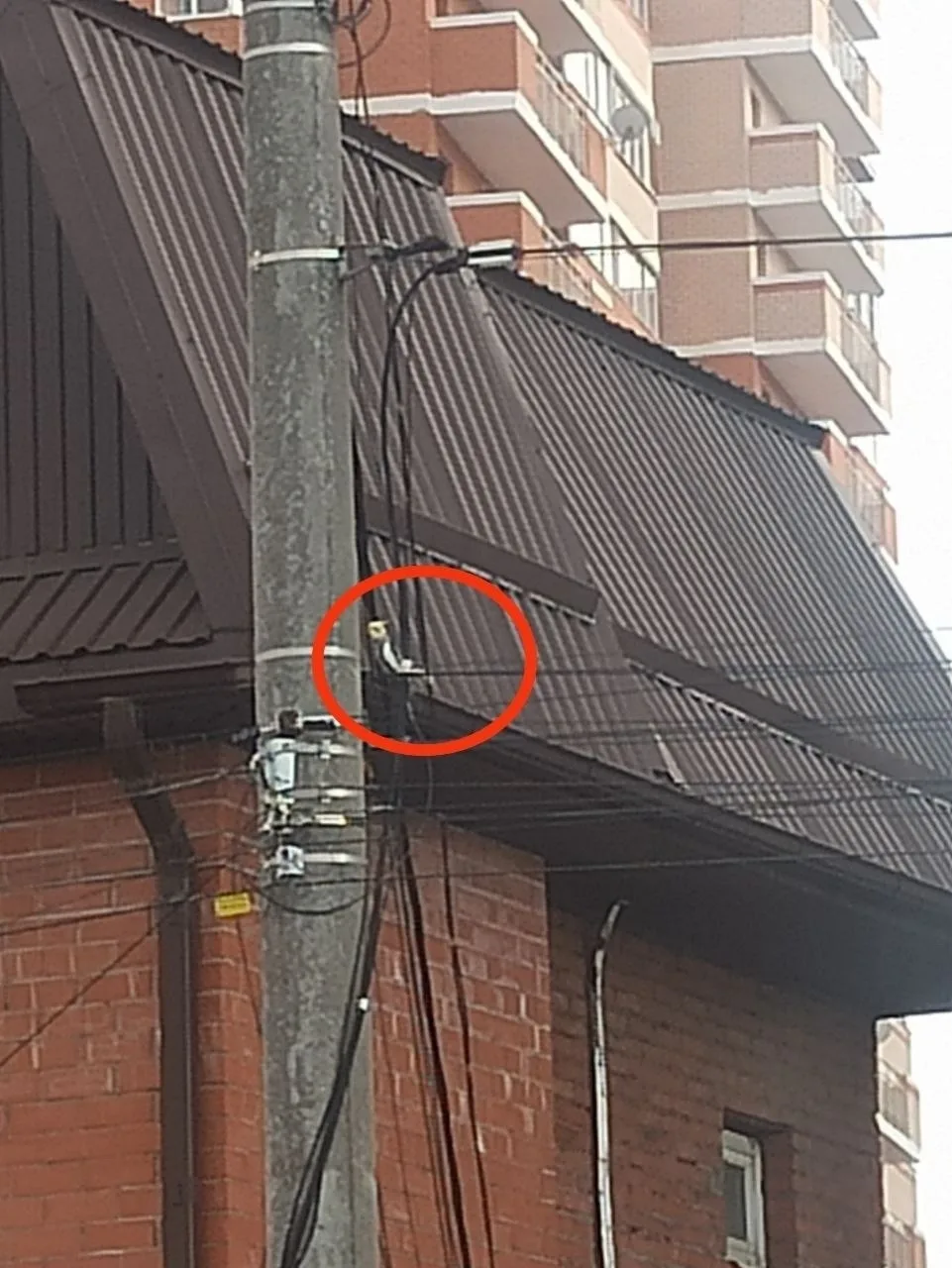 Кто потерял попугая?