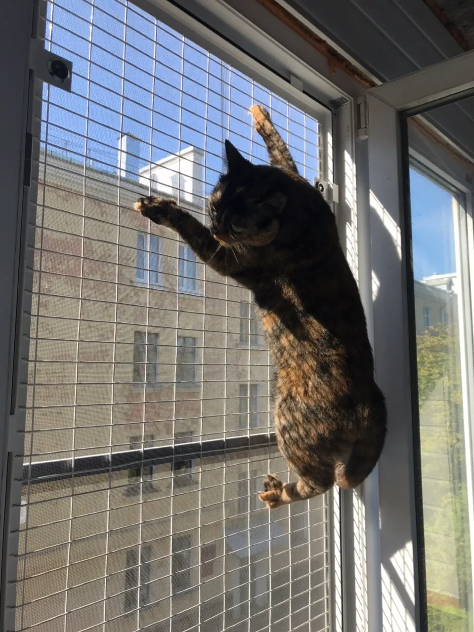 У котов свои представления о том, как использовать решётку 😸