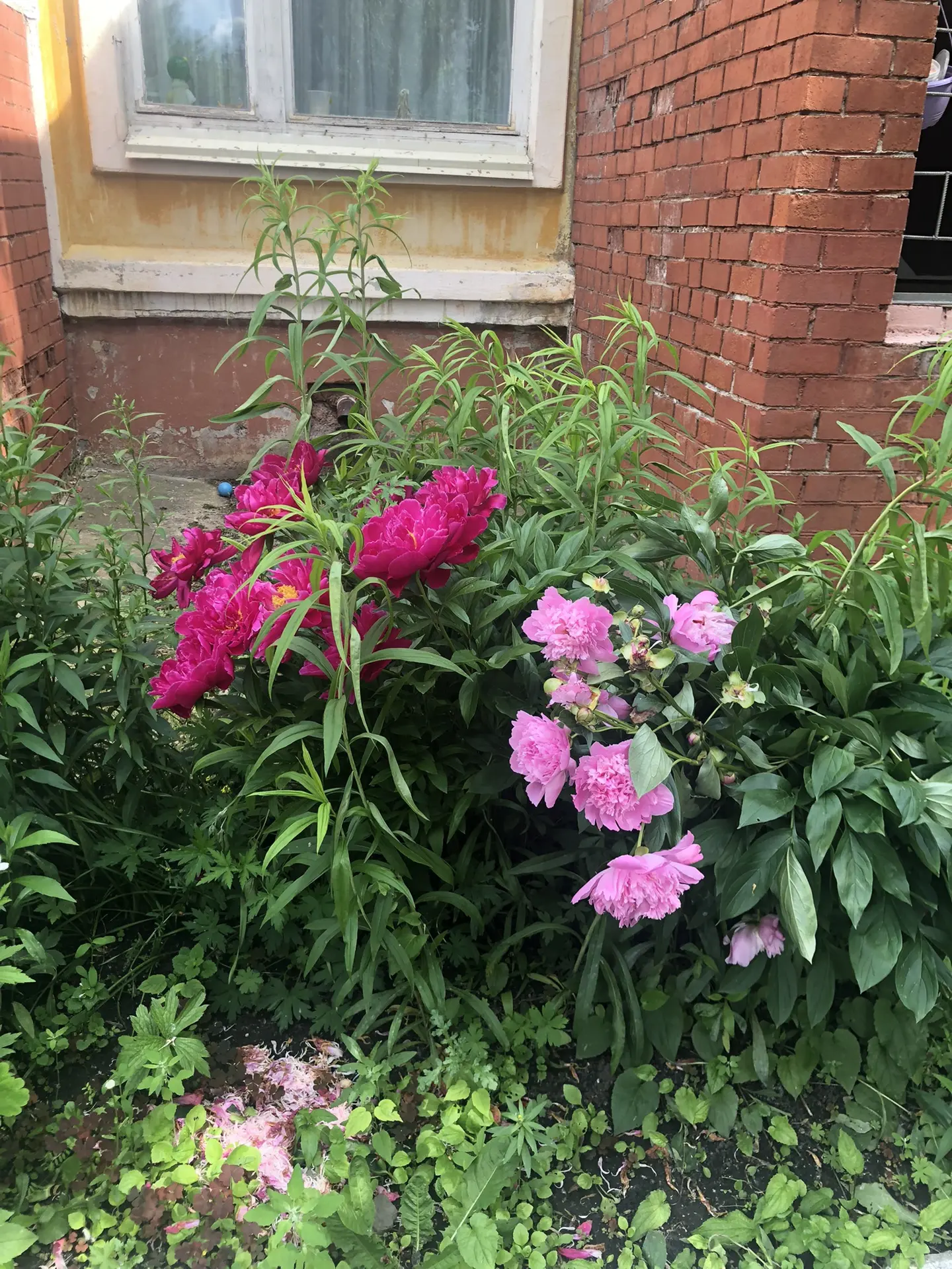 Чудо на нашей территории! 🌸✨

У нас случилось настоящее цветочное волшебство — на клумбах детского 