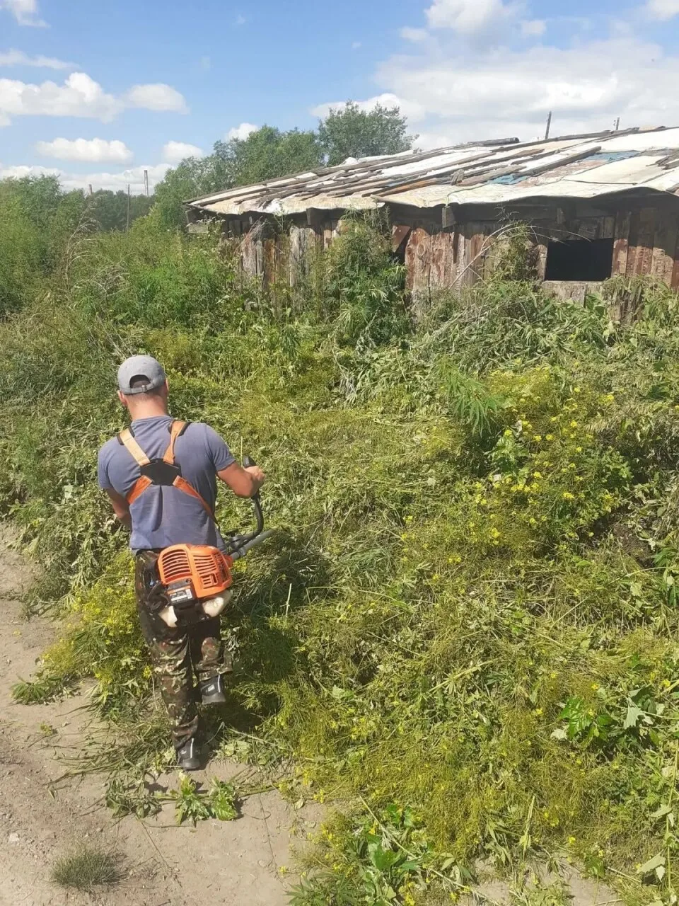 В Красноярском крае выявили 375 очагов дикорастущих наркосодержащих растений в ходе опе...
