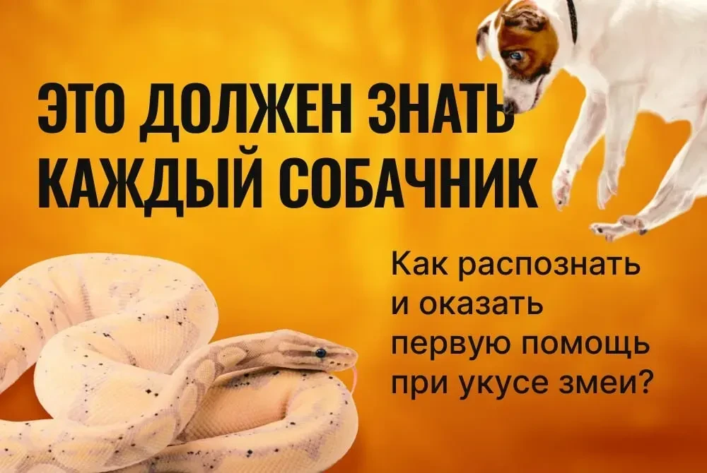 Отдых с собакой на природе, что делать при встрече с змеями?  Прежде всего, узнайте о том, какие вид